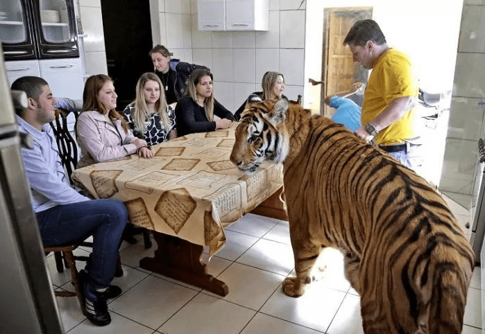 男子养老虎当宠物,不仅一起吃饭游泳,还给小孙子当坐骑!_一家人