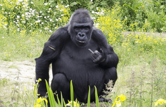 黑猩猩模仿人类抽烟,当它发现被偷拍时,扔掉烟头对着人们竖中指_手机