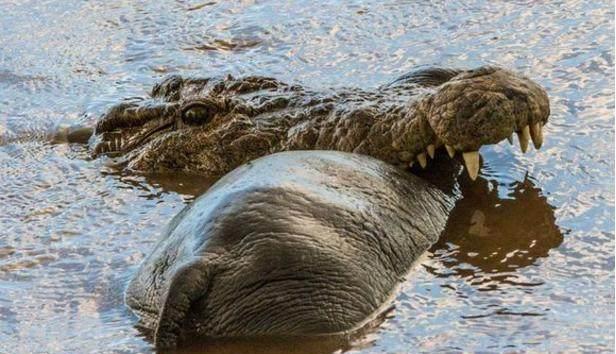 鲸头鹳以呆萌著称却是鳄鱼天敌鳄鱼看到转头就跑