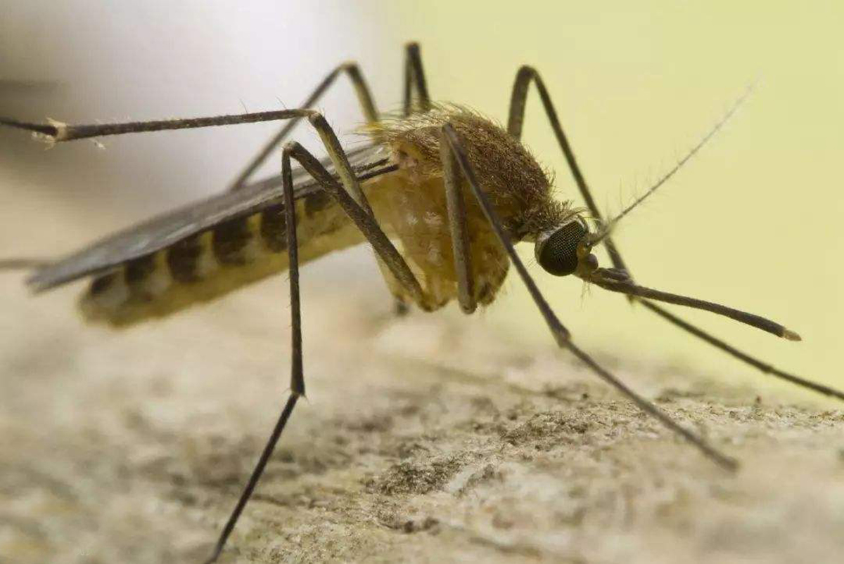 寒冬腊月野外的蚊蝇为啥没被冻死?奇怪的知识又增加了