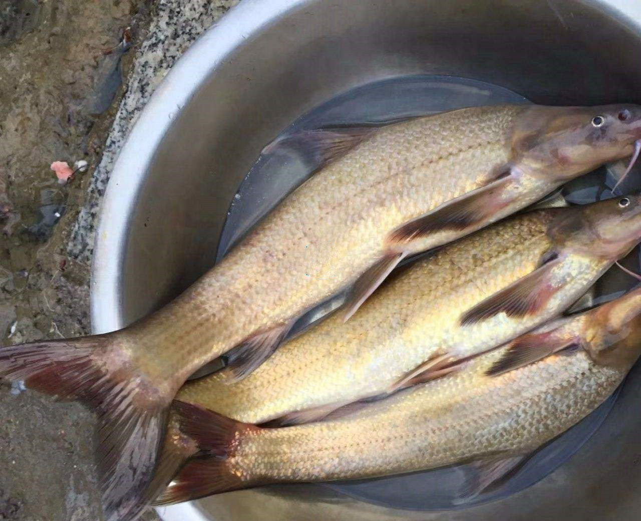 这种鱼俗称水米子长江黄河里都有现在受到严格保护