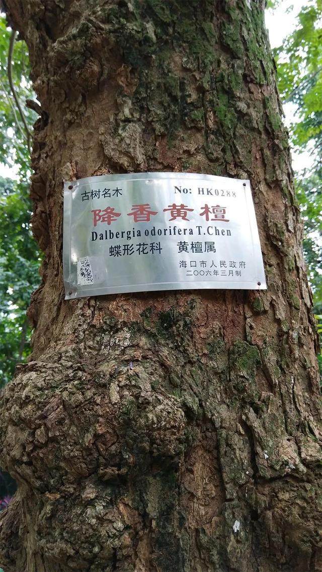 哪里的黄花梨最正宗海南黄花梨的产地