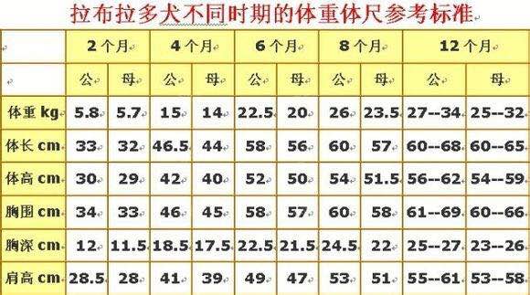 纯种拉布拉多犬,不同时期的体重尺寸参考标准,终于找齐了!