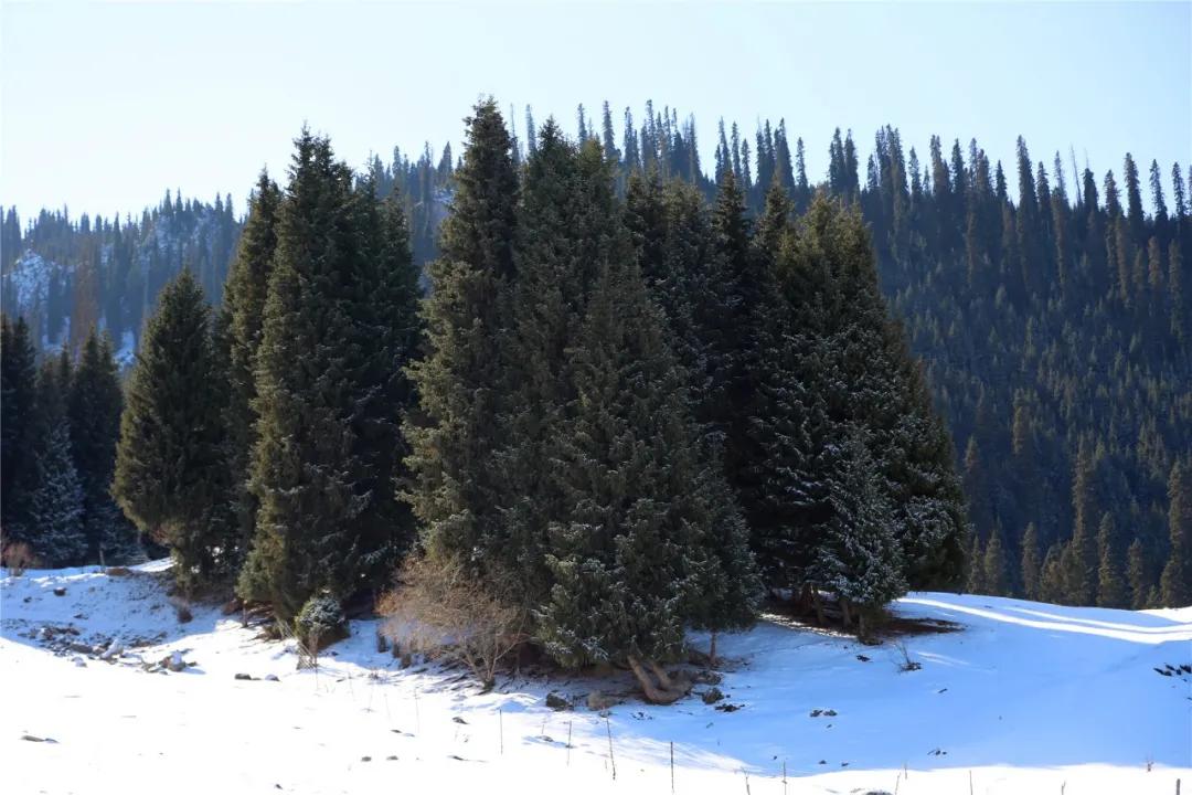 新疆昭苏:挺拔的雪岭云杉
