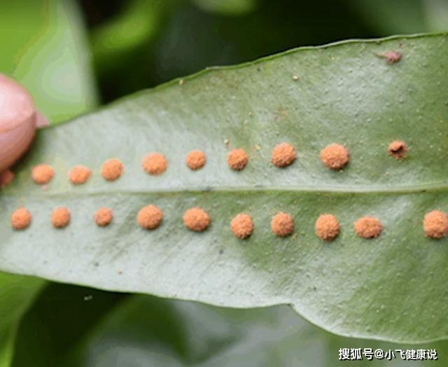 今天就给大家介绍一种"千只眼,千只眼也叫七星草.