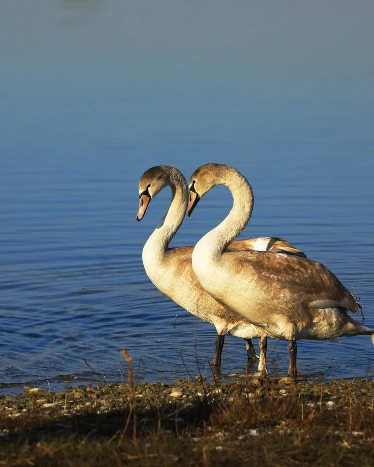 【丝路花城 · 彩色伊宁】芳草湖美丽的天鹅