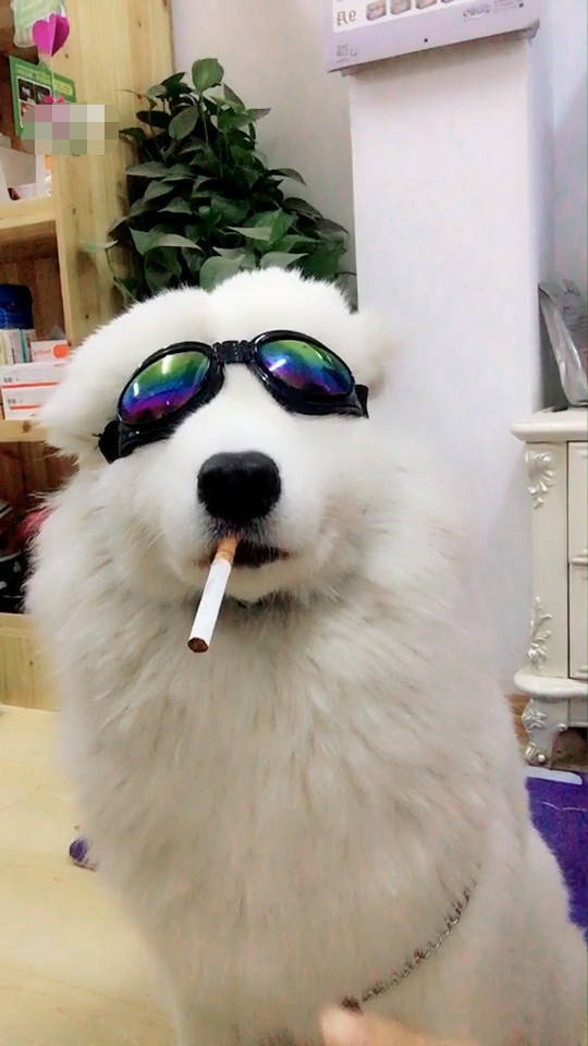 女主把狗狗打扮的社会范,狗子一脸傲娇,狗狗:快把烟给我点上