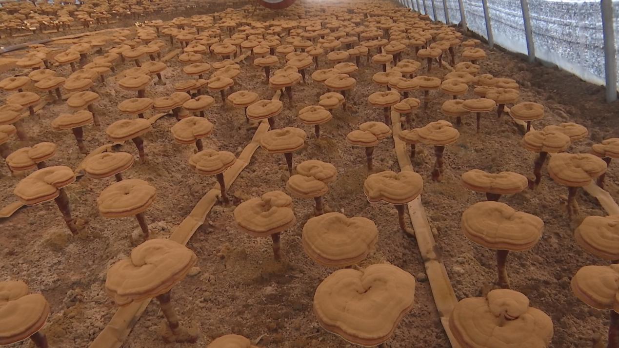 走进创业乡西大村,50栋披着"黑衣"的大棚格外显眼,这就是坤晟灵芝种植