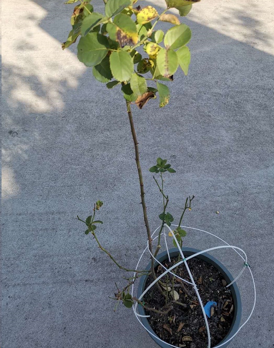 蓝妖:盆栽长了徒长枝一定要剪吗?不同情况还得区别对待-搜狐大视野-搜