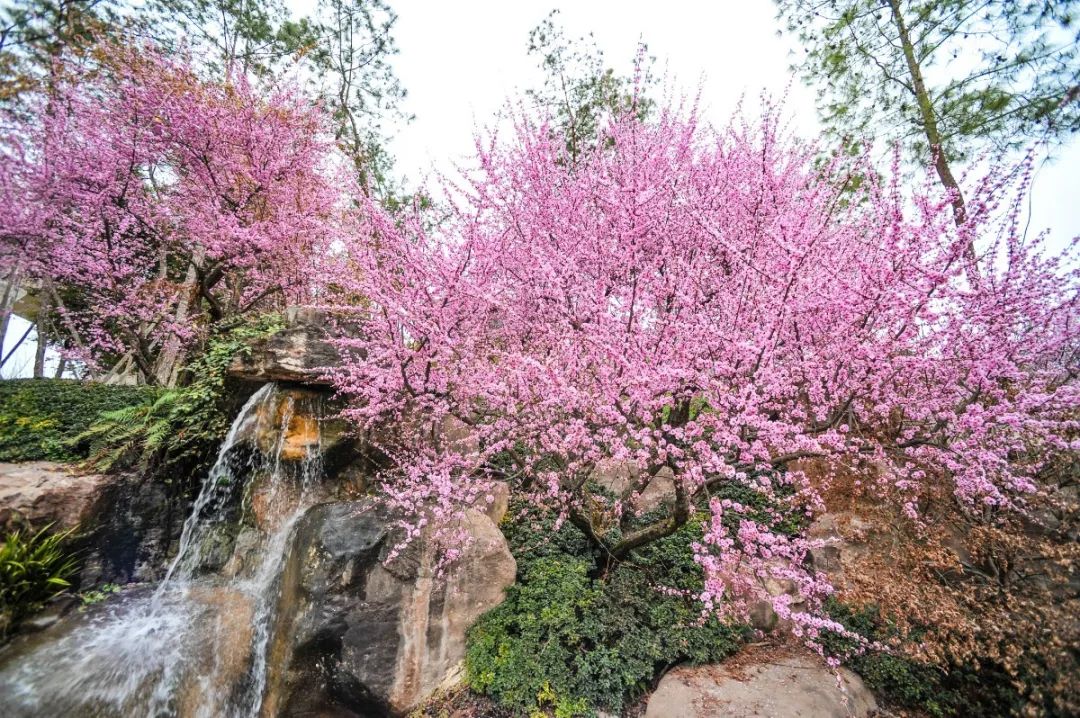 秀麗東方緊鄰幸福梅林,園區內梅花種類,體量都十分巨大,有綠萼,宮粉