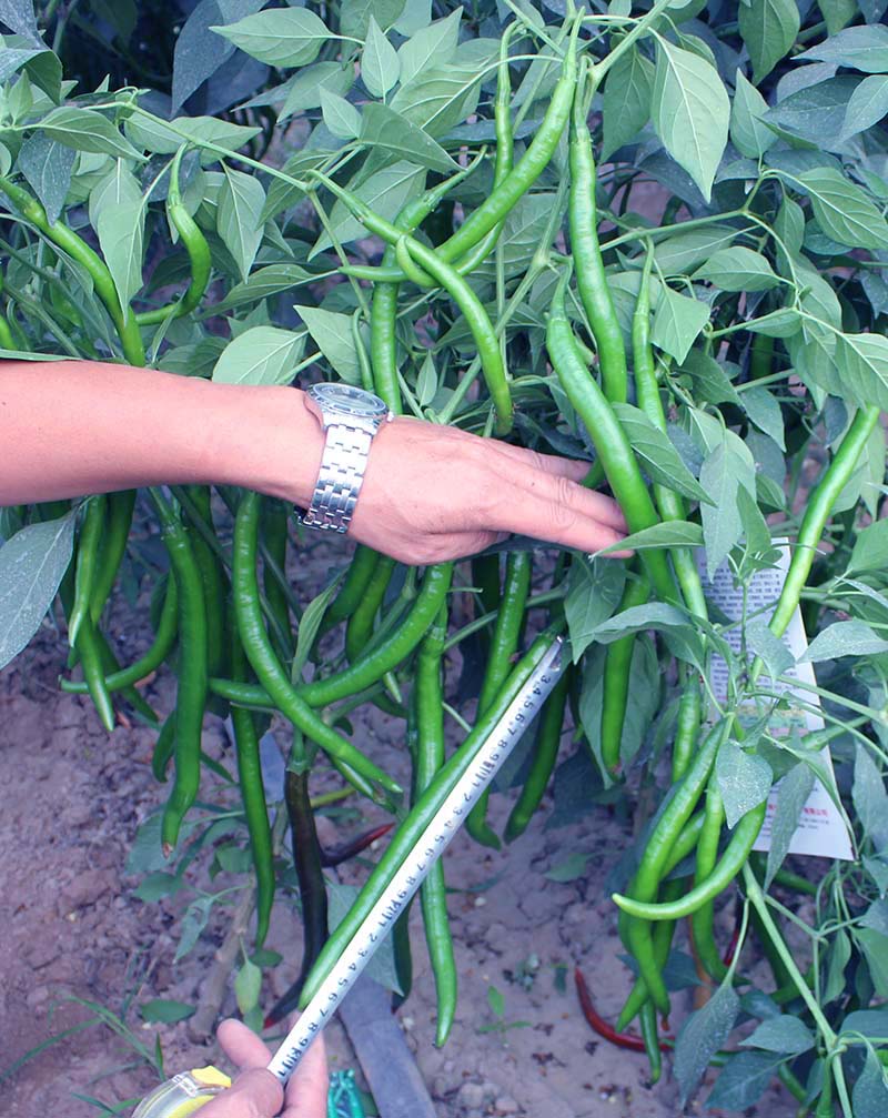 同乐黑线椒深受椒农欢迎