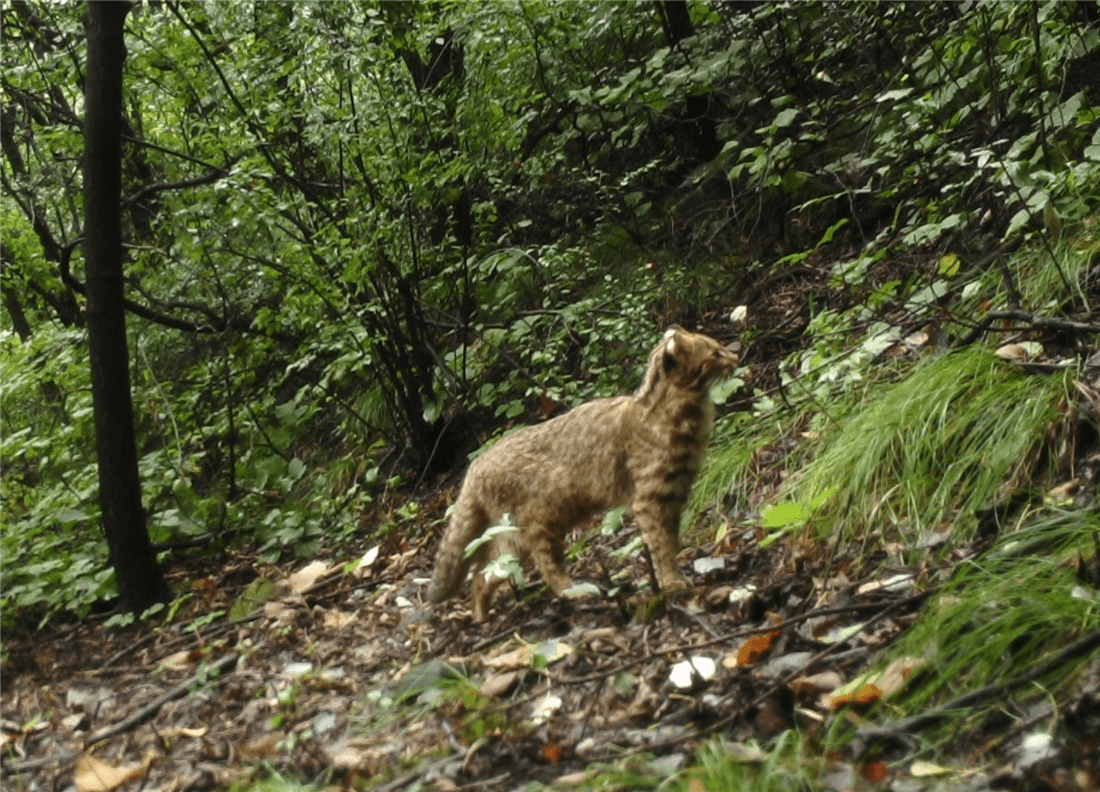 原創北京松山不安靜豹貓闖禍狗獾嬉戲野豬蹭樹皮就差華北豹了