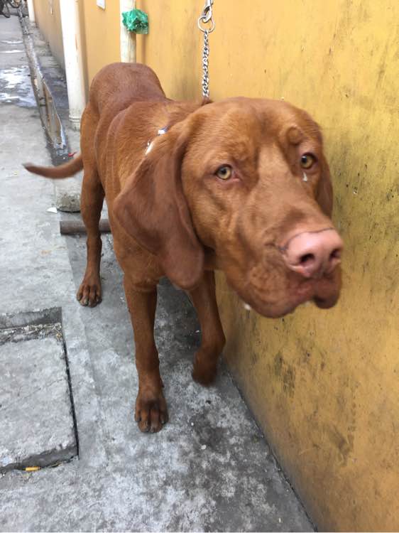 于是发到网上,有万能的网友告诉我,这是一只匈牙利猎犬,外国货啊.