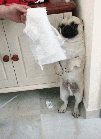 小狗撕纸被抓主人罚站拿纸盖头狗谁没经历过叛逆期