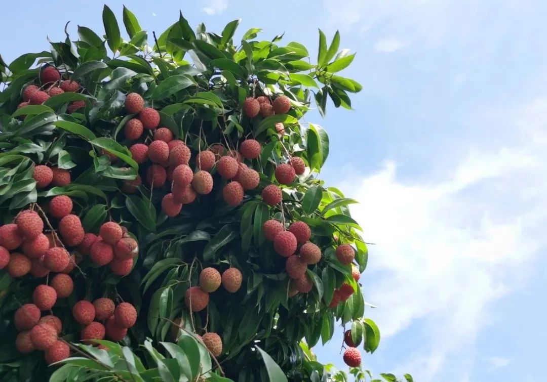 1991年,在桂林全国荔枝评鉴会上,钦北荔枝黑叶荔品种被评定为优质正宗