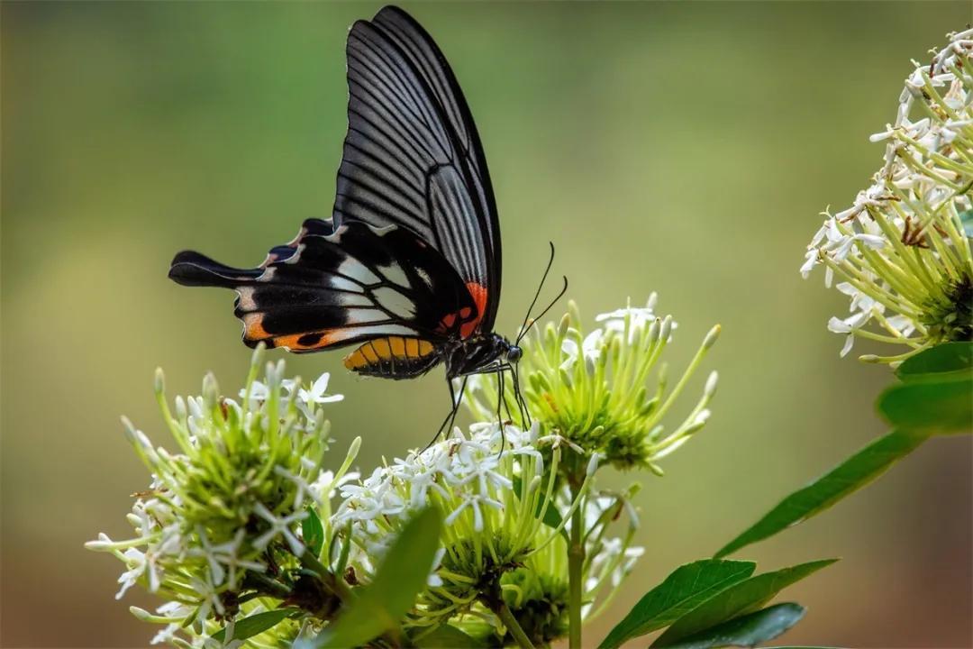 天人影像专访伍枝勤一位将蝴蝶拍到极致的摄影人