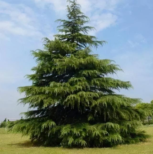 6种类型的孤植树种越来越吃香想赚钱的都关注一下