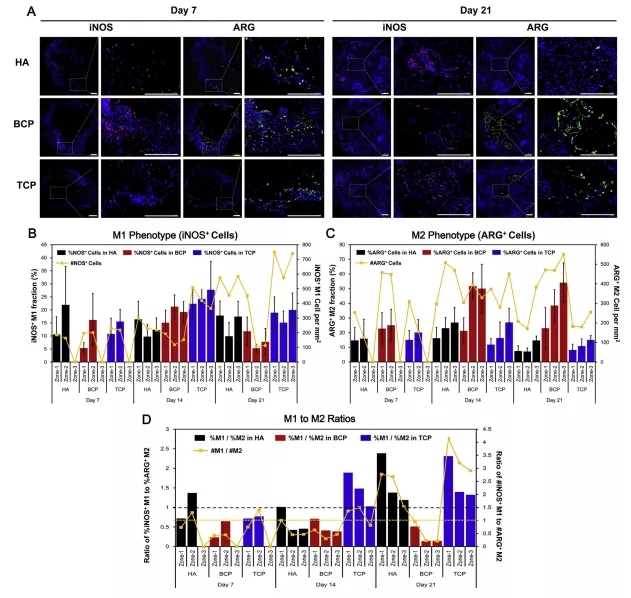 在植入后对m1和m2表型标志物进行免疫荧光染色之后,他们又利用rt