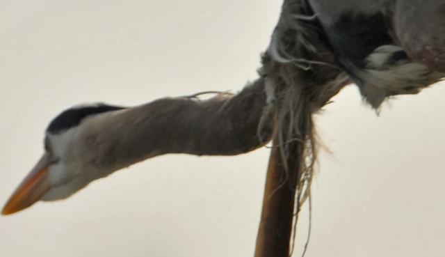 原创求生欲爆表蛇鳗被吞竟在空中尾刺苍鹭将其喉咙直接刺穿