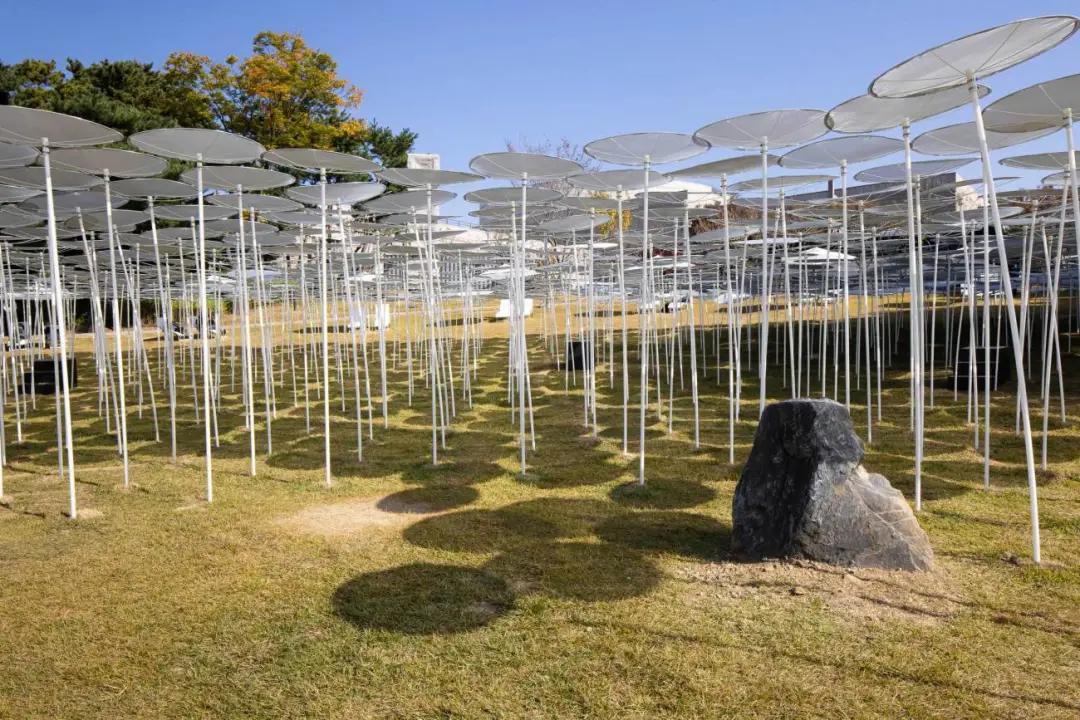 原创水与森林 | the surface 互动艺术装置