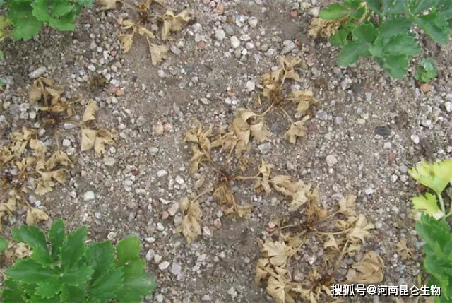 大棚香菜烂根用什么肥料香菜黄叶死苗冲施什么肥香菜根腐病施什么水溶