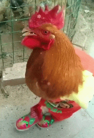 公鸡穿上大红连体裙,瞬间提高身价,主人嘴巴都笑歪了!