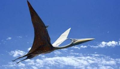 至于魔鬼飞翔者到底是在远古大劫难中幸存至今的翼龙,还是如某些