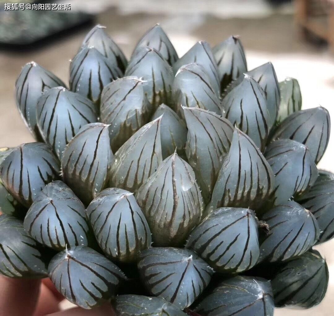 这种玉露像"子弹头",长得快,个头大,一晒就变黑,霸气侧漏