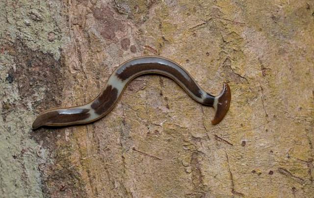 1900年代之前,锤头扁虫开始入侵美国,割成两半,双方都能活