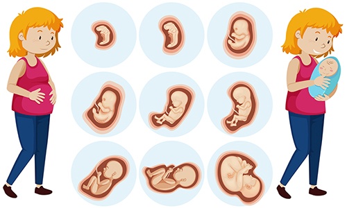 胎儿成长全过程图图片