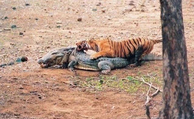 最强老虎女王玛琪莉,曾击杀3.7米巨鳄,死后印度为其举办葬礼-搜狐