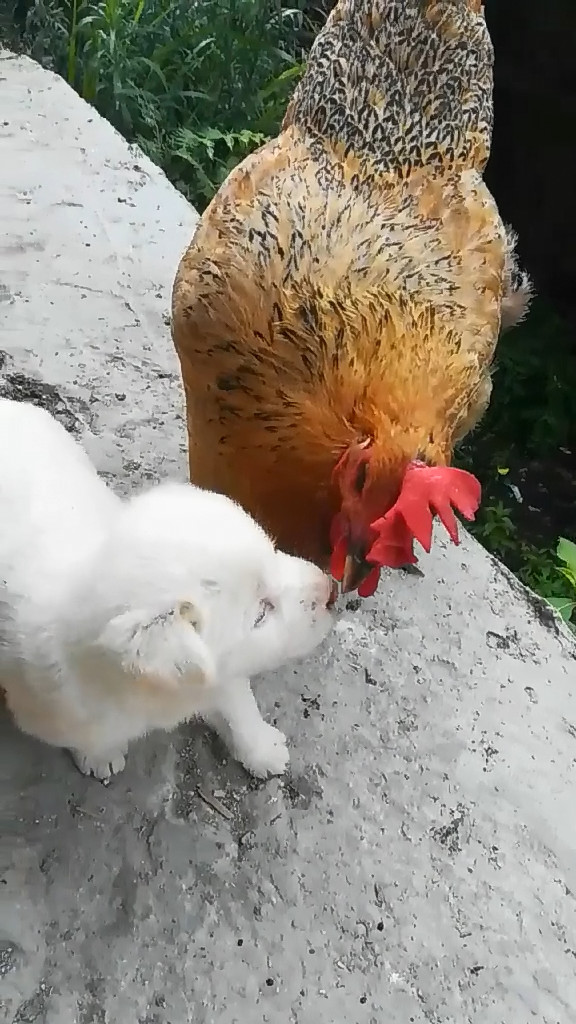 小奶狗舔食公鸡的喙边舔边咬还津津有味公鸡这是什么情况