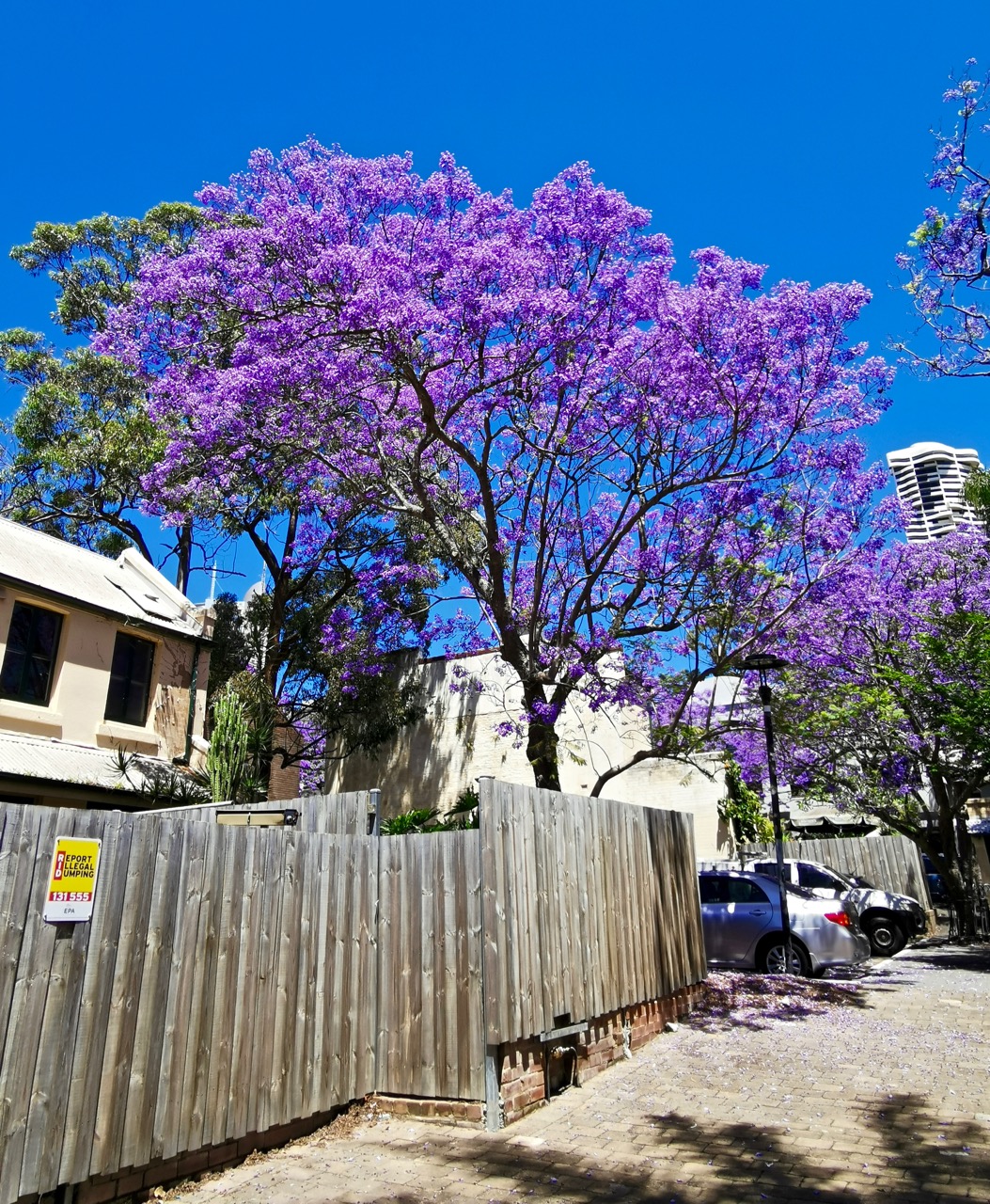 蓝花楹开在小巷深处11月悉尼最美的颜色