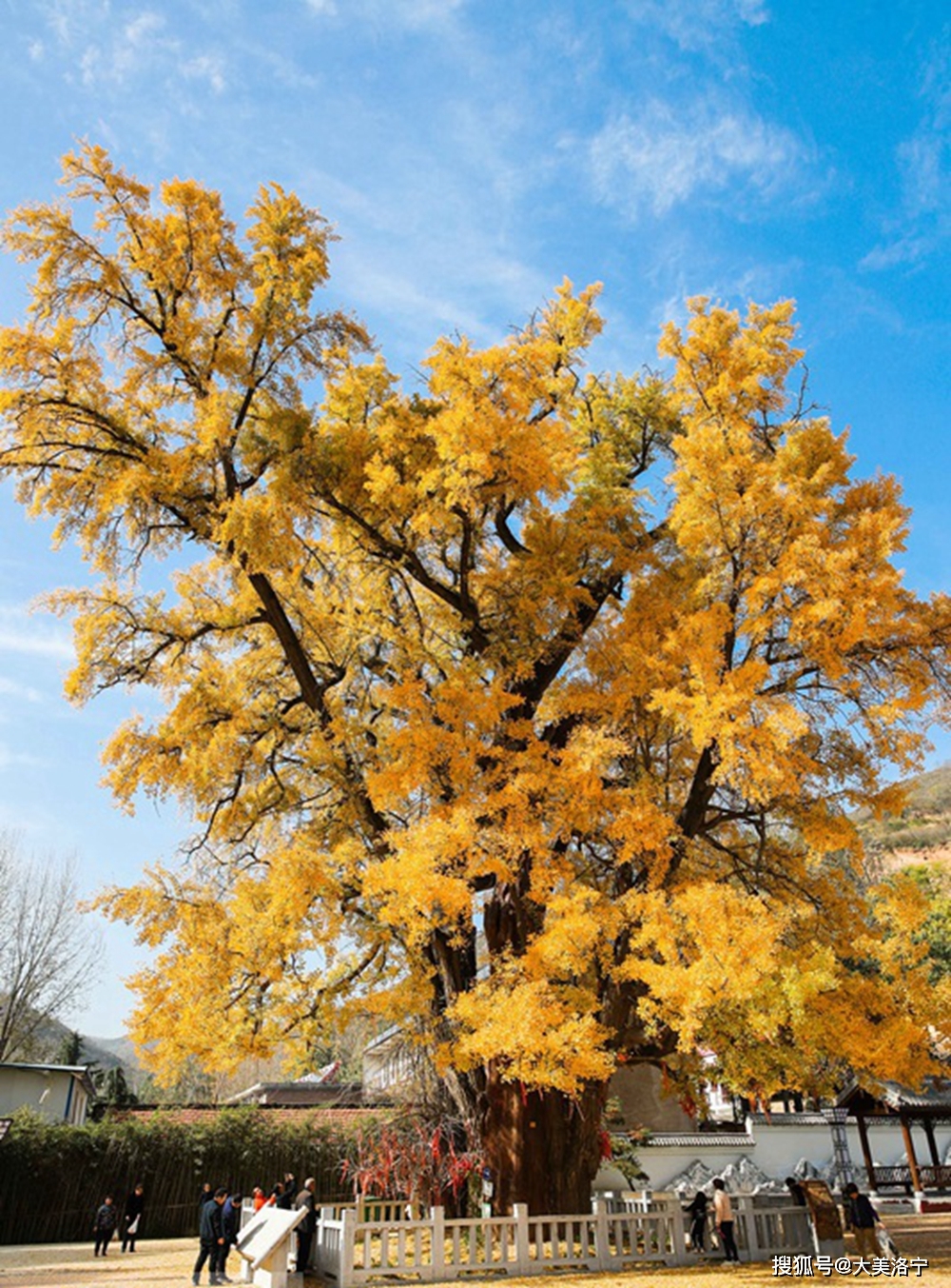 洛宁县故县镇银杏广场简介(书卷镌刻文)