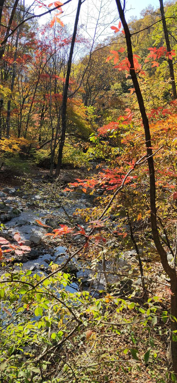 秋漸涼晨露凝霜山水間楓葉正紅本溪關門山國家森林公園