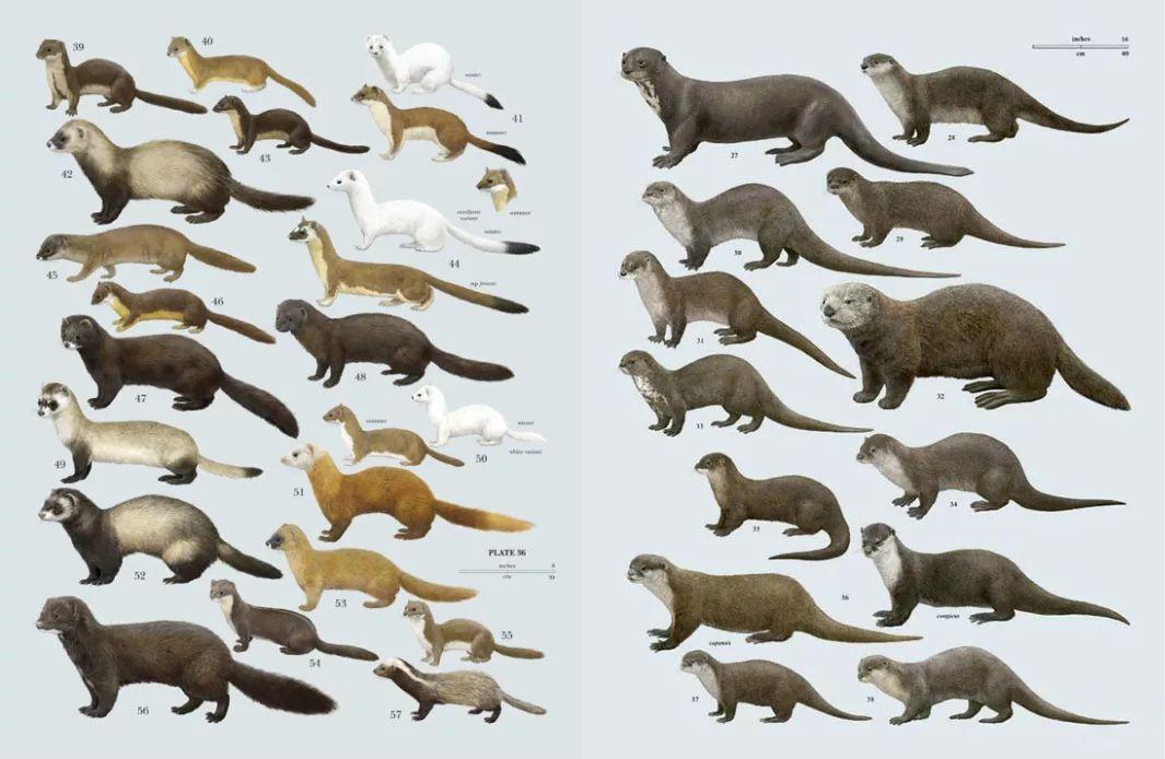 肛门过电 活剥取皮 如今又惨遭扑杀 可爱的水貂做错了什么?