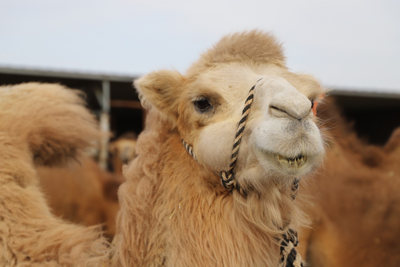 敬畏的骆驼_手机搜狐网