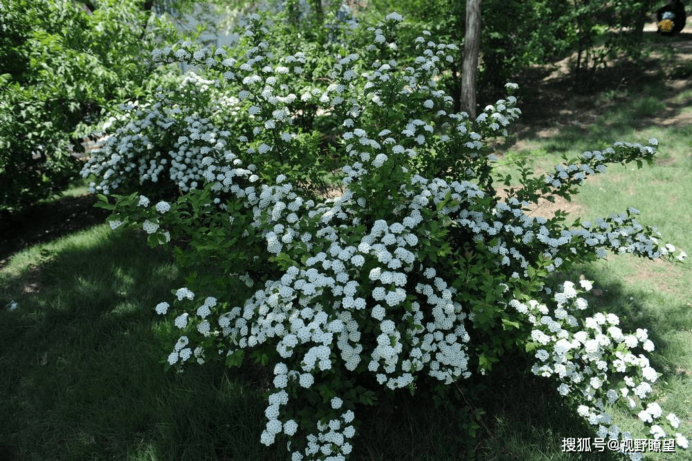 鲁山县尧山镇珍珠花树富村民