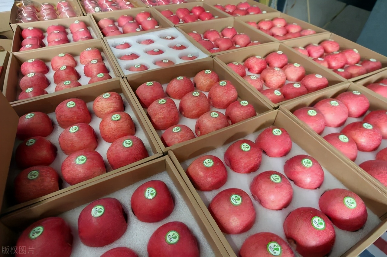 苹果批发商如何储存苹果的产品