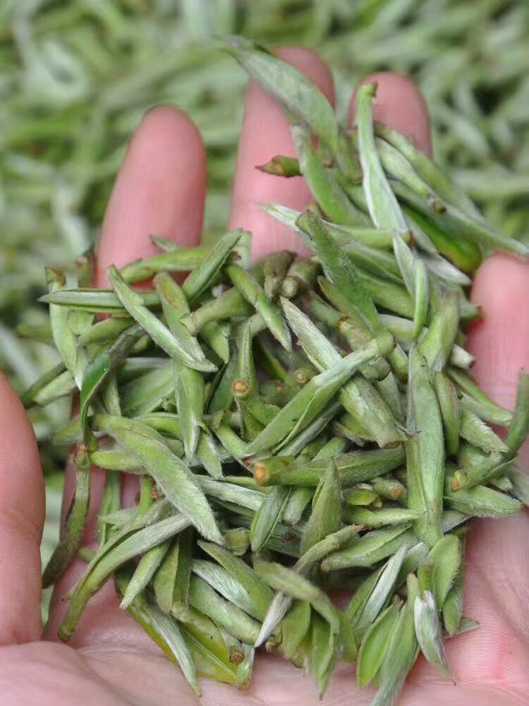 正宗头采白毫银针,可谓白茶中的鲜爽之最.