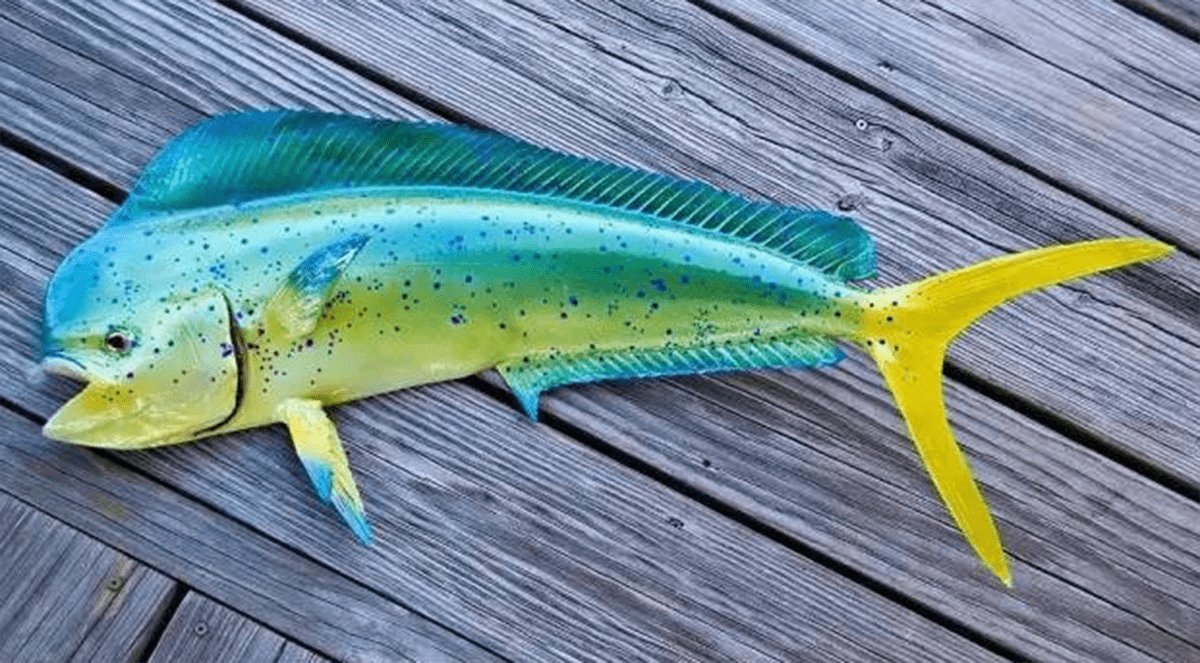 海狐狸鲯鳅为何出水即褪色海中漂泊76天的探险者因它获救