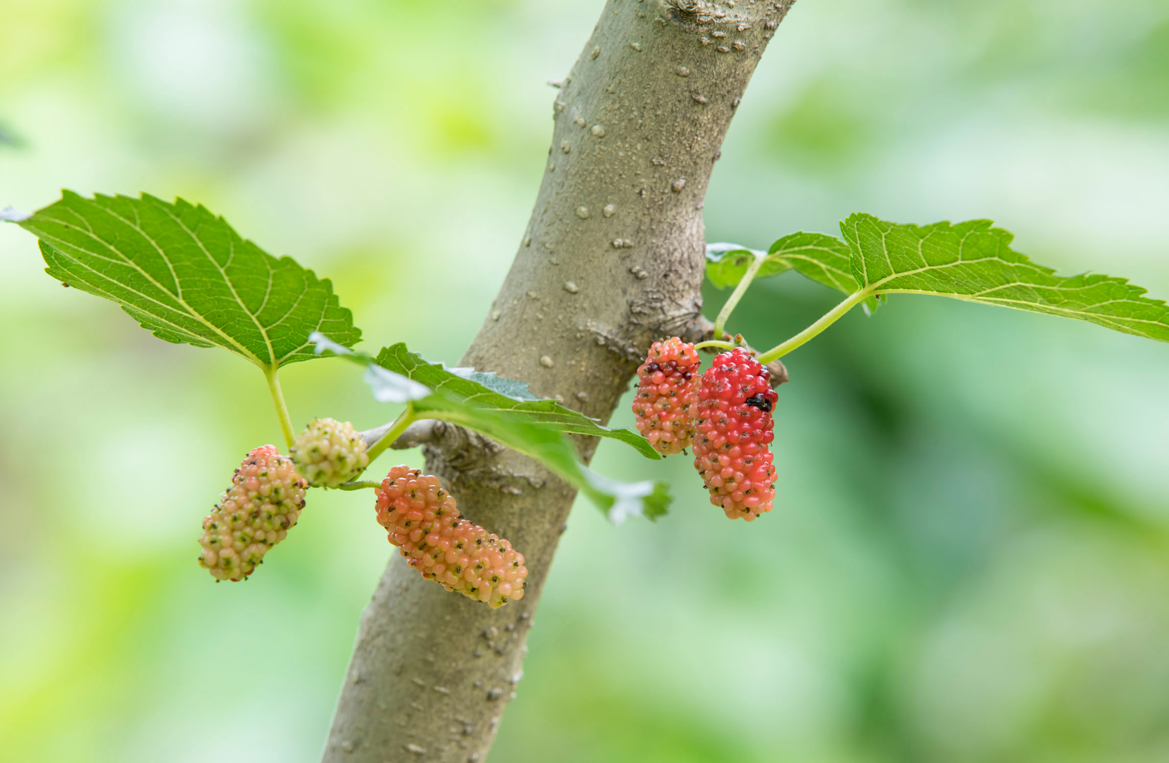 以前靠卖果实赚钱,如今树叶的价值却更高,天气越冷树叶越值钱_桑叶