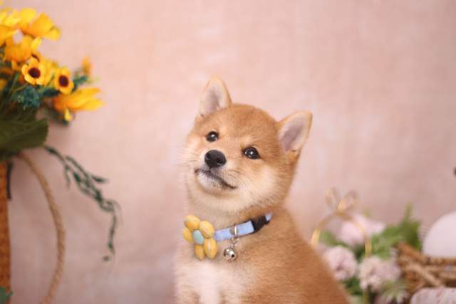 血统纯正,品相好的价格更高,还有赛事级别的柴犬要比宠物级别的价格高