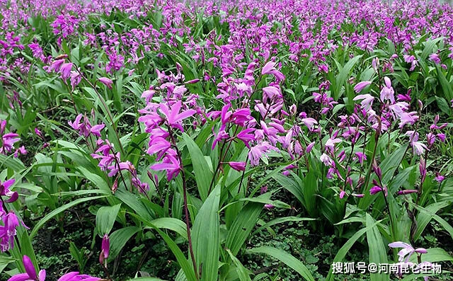 中药材白芨施什么肥料有助长根？白芨适合施什么肥料？白芨一年追几次肥？_种植