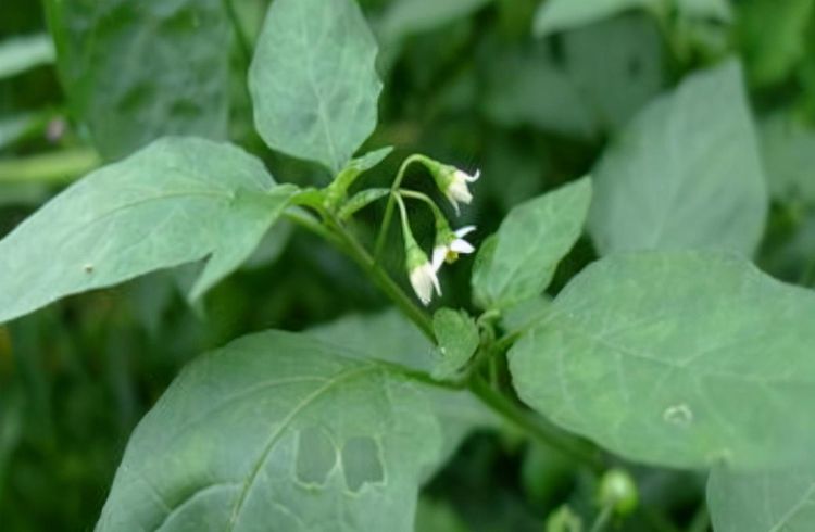 白花菜白花菜是農村很常見的一種野菜,其營養成分豐富,全草可入藥