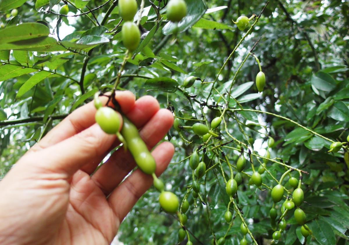 原创豫北民间故事憋宝老头太贪婪最终守着自认为的宝地死而化树