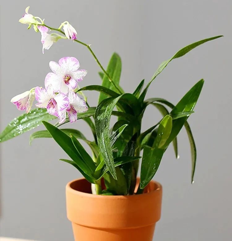 花香灵动可爱非凡的金色蝴蝶,文心兰这么养护,温婉雅致轻盈曼妙