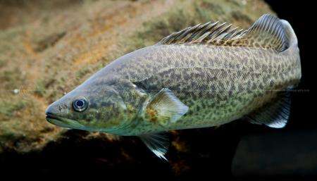 亚马逊雨林的锯鱼有多可怕2小时吃光一头牛只一种动物不怕它