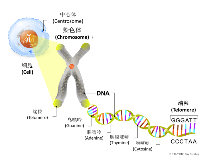端粒与生殖健康系列之- 端粒与不明原因复发性流产_长度
