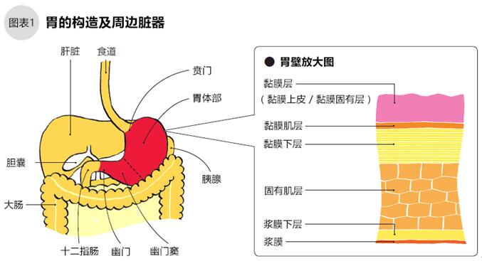 食物从食道进入胃的入口处叫贲门